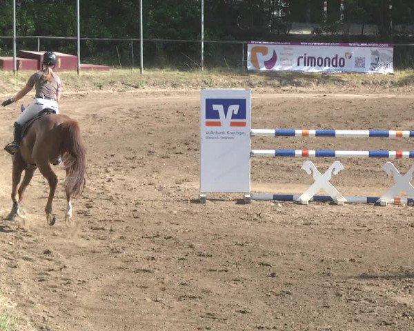 Reitturnier Wiesloch 2017