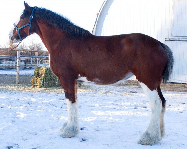 broodmare 2S Maxton's Foxy Lady (Clydesdale, 2006, from Maple Stone Stuart Maxton)