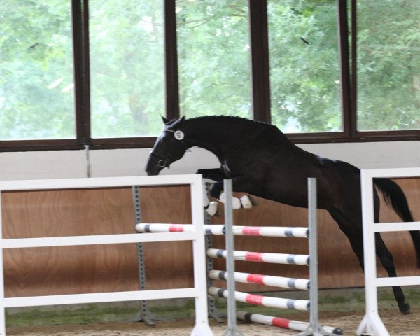 Zuchtstute Light of Polaris (Trakehner, 2004, von Grand Prix)