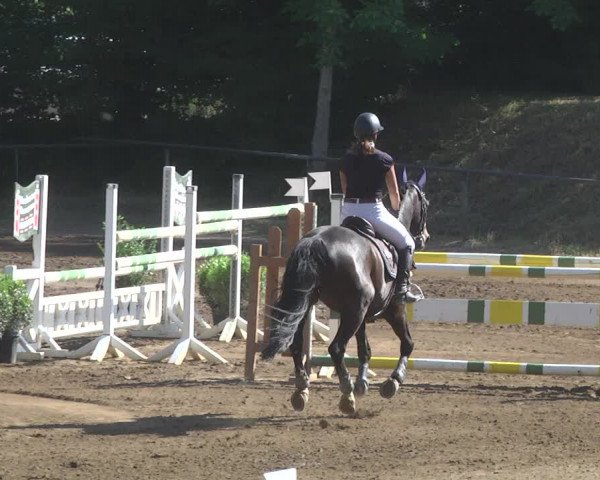 Reitturnier Wiesloch 2017