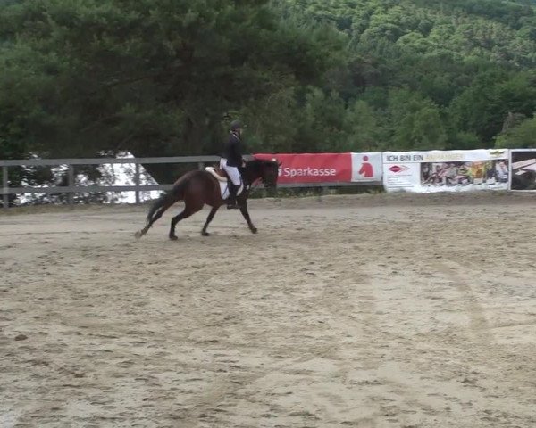 Reitturnier Kalenborn Hegehof 2017
