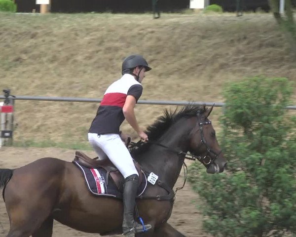 Reitturnier Wiesloch 2017