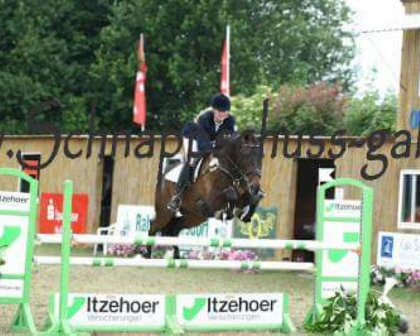 Springpferd Black Thunder xx 2 (Englisches Vollblut, 2002, von Hondo Mondo xx) Springpferd Black Thunder xx 2 (Englisches Vollblut, 2002, von Hondo Mondo xx)