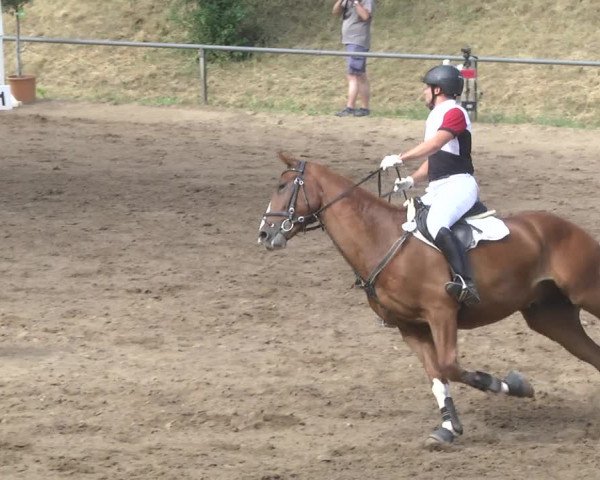Reitturnier Wiesloch 2017