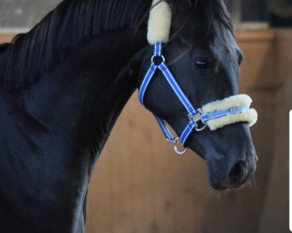 Pferd Down Under (Deutsches Reitpony, 2016, von Don Mour)