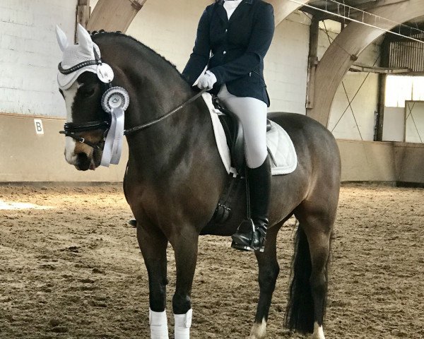 Dressurpferd Nymbli (Deutsches Reitpony, 2003)