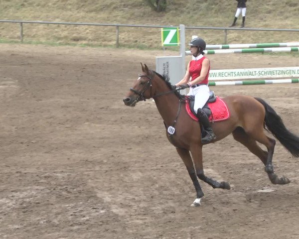 Reitturnier Wiesloch 2017