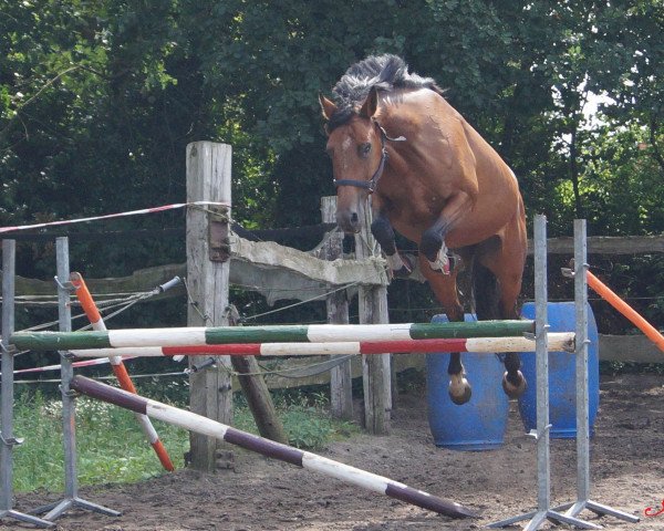 broodmare Lenya Joyce (Oldenburg show jumper, 2007, from Light On OLD)