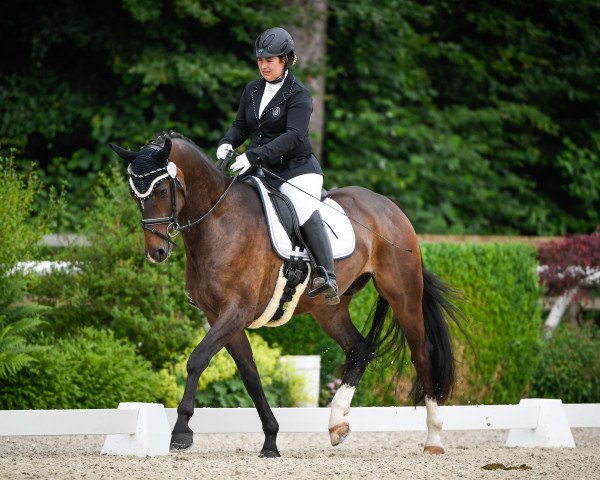 Dressurpferd Sgs Santiago CH (Schweizer Warmblut, 2013, von Sean Connery)
