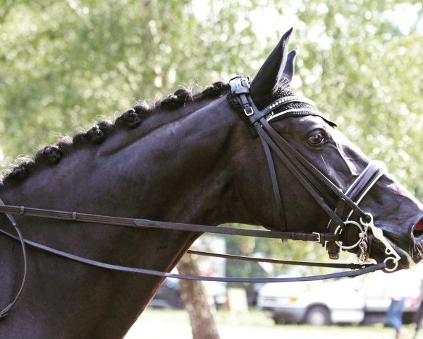 dressage horse Rob Roy's Rabauke (Hanoverian, 2011, from Rob Roy)