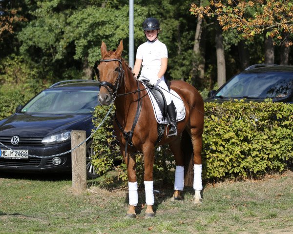 dressage horse Rharbarberra (Westphalian, 2008, from Rosenquarz)