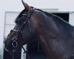 stallion Quabri de L'isle (German Sport Horse, 2013)