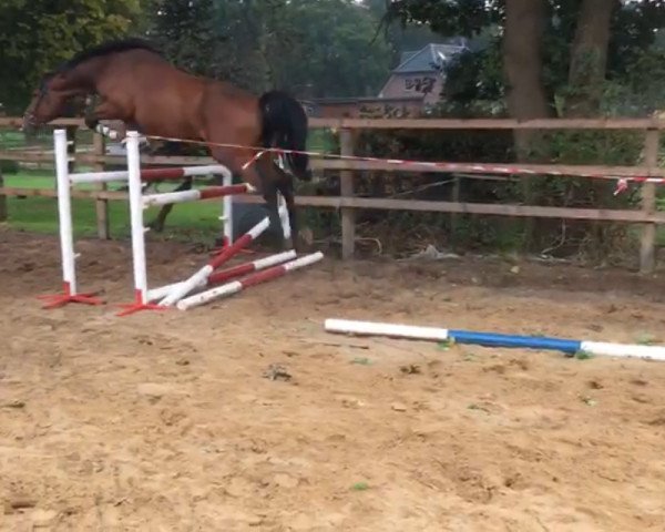 horse Lyness (Hanoverian, 2016, from Light my Fire)