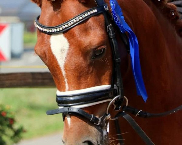 dressage horse Woldberg's Verdi (Welsh-Pony (Section B), 2013, from Boston Bonaparte)