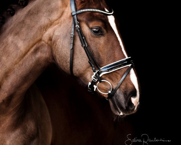 Dressurpferd Don Ruby FB (Oldenburger, 2013, von Diamond Hit)