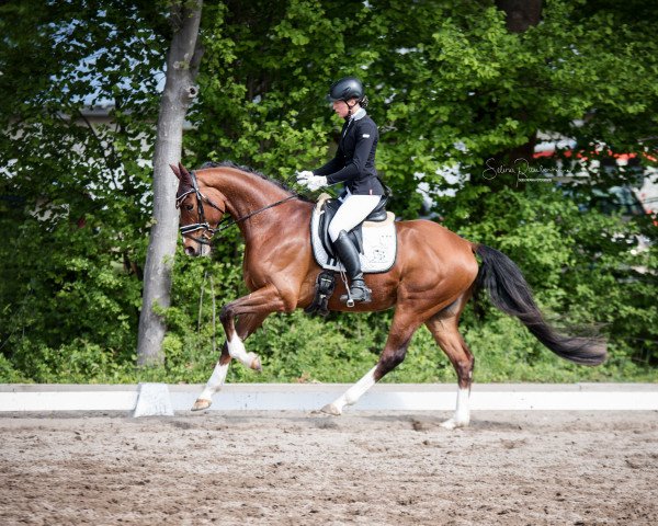 jumper Fürst Weilberg FB (Oldenburg, 2014, from For Romance I)