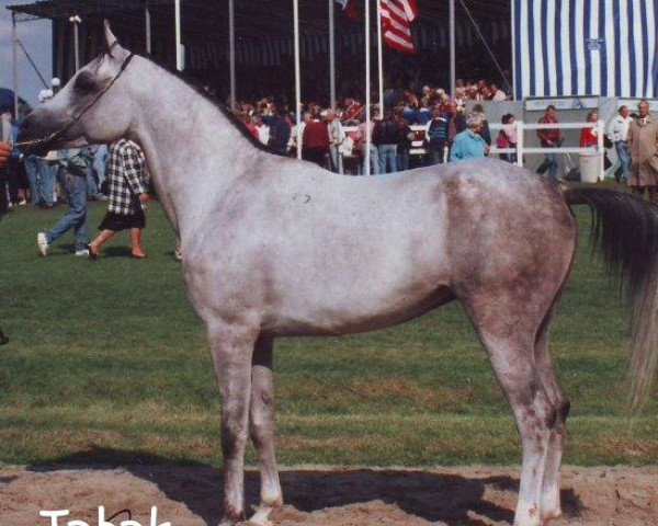 stallion Tabak ox (Arabian purebred, 1987, from Balaton 1982 ox)