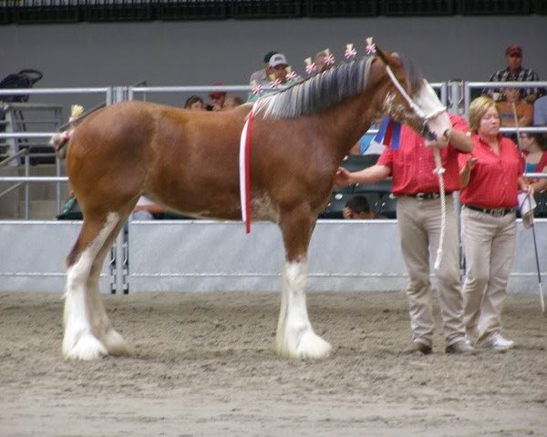 broodmare 2S Explorer's Fanciful Inspiration (Clydesdale, 2009, from Millisle Explorer) broodmare 2S Explorer's Fanciful Inspiration (Clydesdale, 2009, from Millisle Explorer)