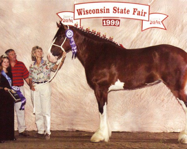 broodmare Northumberland Flowergirl (Clydesdale, 1995, from Northwest Glenords Ulysses)
