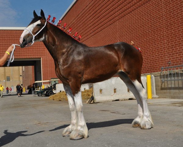 broodmare 2S Barnaby's Royal Leddy (Clydesdale, 2012, from Bogton Barnaby)