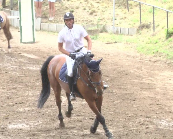 Reitturnier Wiesloch 2017