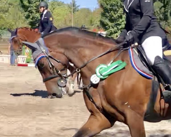 jumper Diaz M (Holsteiner, 2011, from Diarado)