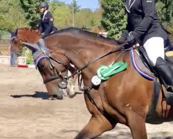 jumper Diaz M (Holsteiner, 2011, from Diarado)