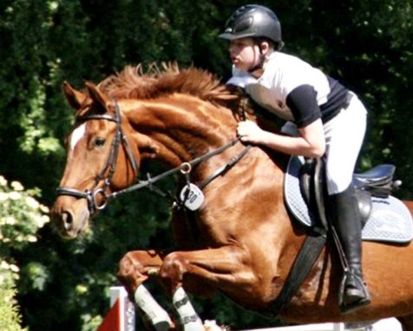 jumper Grafina 7 (Hanoverian, 2004, from Graf Top) jumper Grafina 7 (Hanoverian, 2004, from Graf Top)
