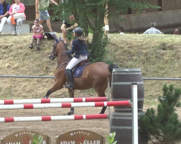 Reitturnier Wiesloch 2017