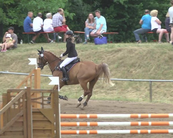 Reitturnier Wiesloch 2017