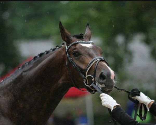 dressage horse Fritz (Oldenburg, 2013, from Franziskus FRH)