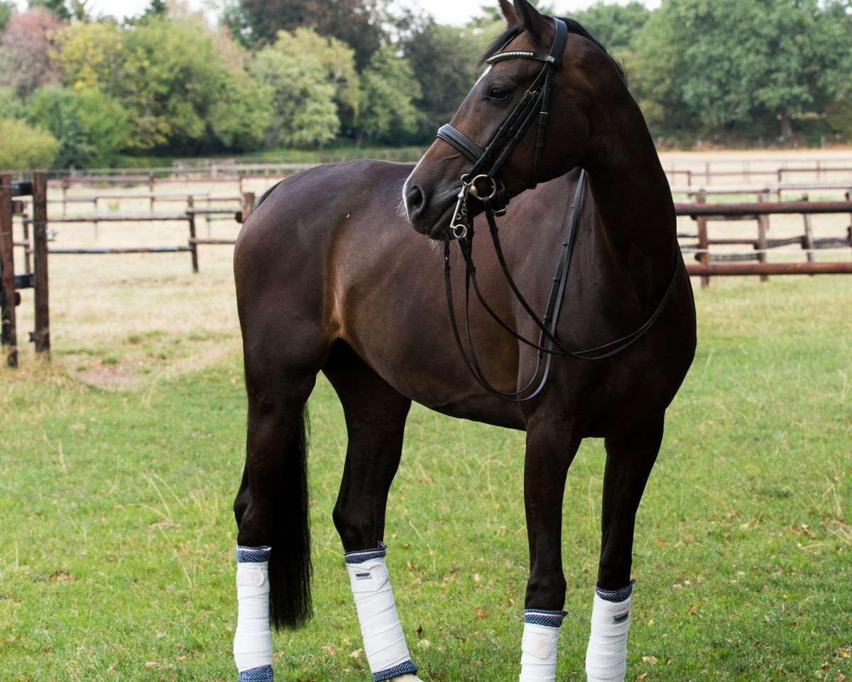 dressage horse Sir's little Keena (Danish Warmblood, 2012, from Sir Donnerhall I)