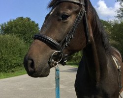 dressage horse Riddance (Hanoverian, 2015, from Rotspon)