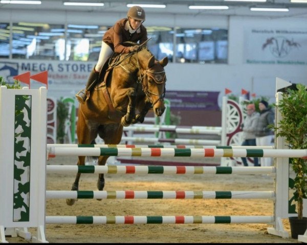 jumper Fiona of Chin (Holsteiner, 2013, from Chin Champ)