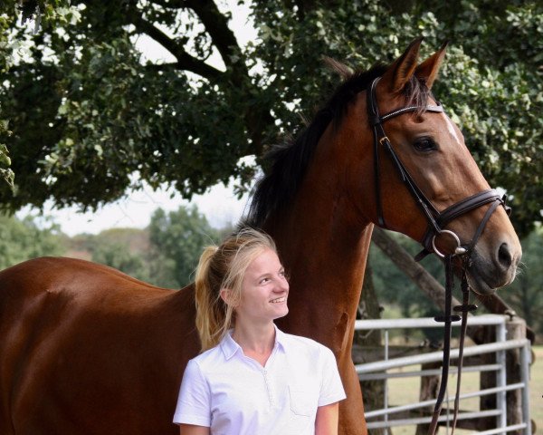 Dressage horse La Luz sideral (Westphalian, 2001, from Lancer III)