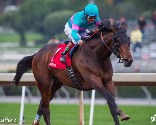 stallion Royal Mo xx (Thoroughbred, 2014, from Uncle Mo xx)