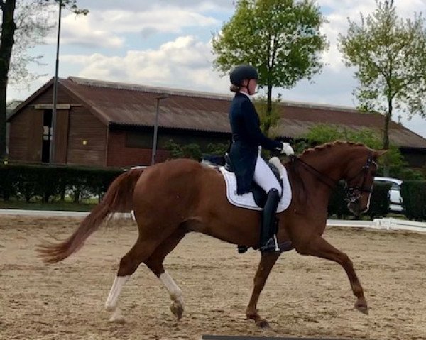 dressage horse Lucky Boy 210 (Hanoverian, 2002, from Laptop)