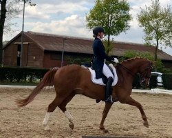 dressage horse Lucky Boy 210 (Hanoverian, 2002, from Laptop)