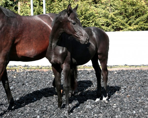 broodmare Rubina M (Oldenburg,  , from Grey Flanell)