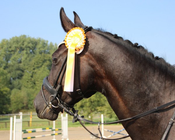 Zuchtstute Scuderias Pixie Lou (Westfale, 2014, von Scuderia)