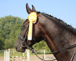 broodmare Scuderias Pixie Lou (Westphalian, 2014, from Scuderia)