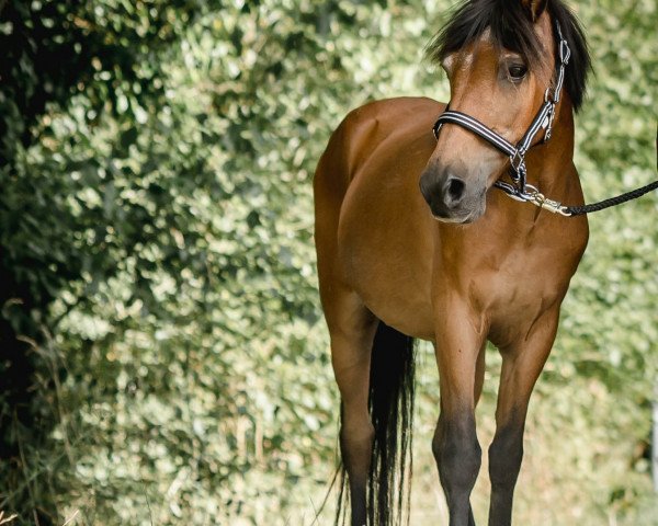 Pferd Snickers 24 (Deutsches Reitpony, 1993)