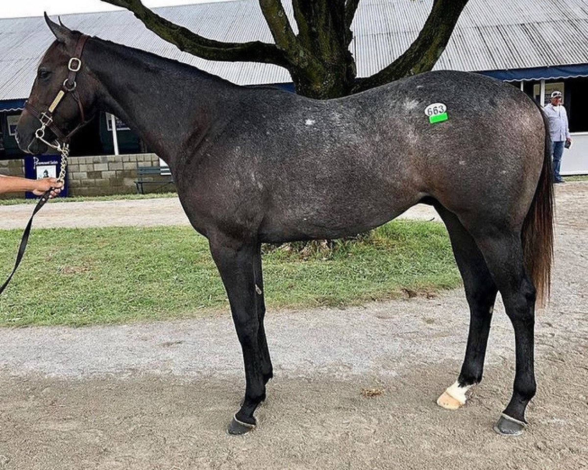 Cavallo Hengst von Cairo Prince xx (Purosangue Inglese, 2017, di Cairo Prince xx)