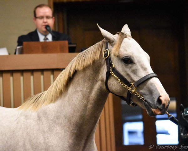 horse Airstreem xx (Thoroughbred, 2017, from Tapit xx)