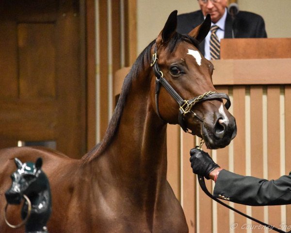 horse Marvelous Guy xx (Thoroughbred, 2017, from Tapit xx)