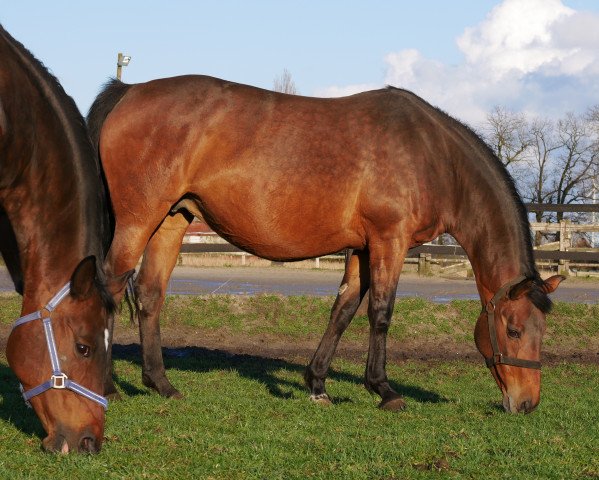 broodmare Prima Donna (Oldenburg, 2004, from Rosario 37)