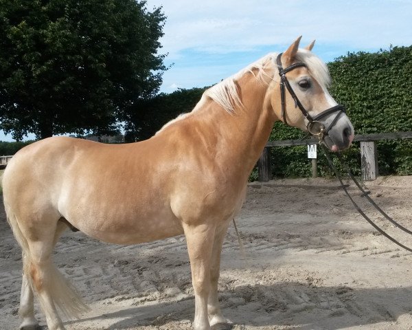 Pferd Angel 061 (Haflinger, 1998, von Alpenstern)