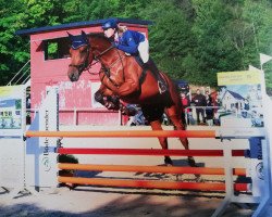 jumper Contessina (Hanoverian, 2014, from Comte)