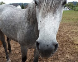 horse Lady Jane 33 (Connemara Pony, 2012, from Classiebawn Black Jack)