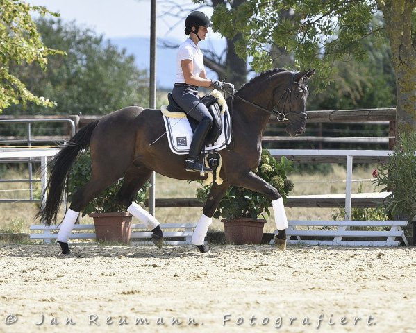 Dressurpferd Laurencio 10 (Hannoveraner, 2014, von Laurice)
